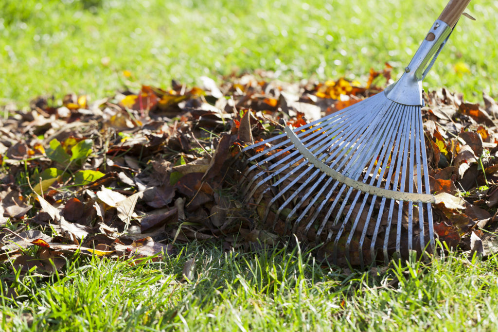 How Much To Pay Someone To Rake Leaves