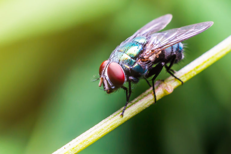 The Buzz On How Flies Spread Disease | Murray